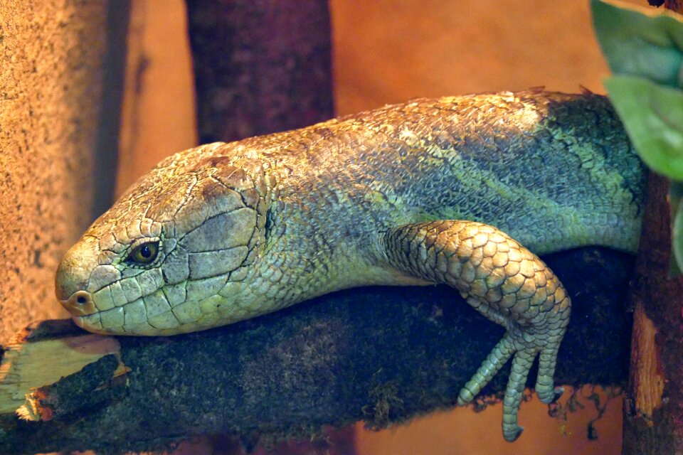 Wildlife animal wild