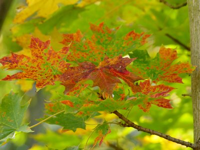Coloring tree maple