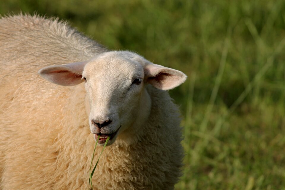Portrait sheepshead pet