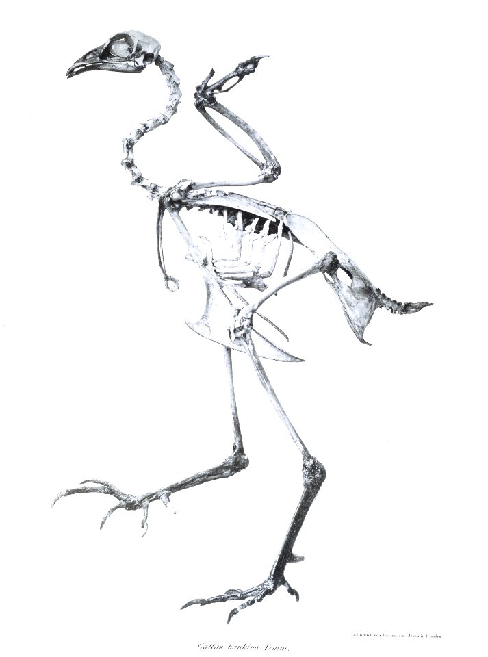 Gallus bankiva 9