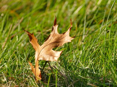 Oak leaf pedunculate oak brown photo