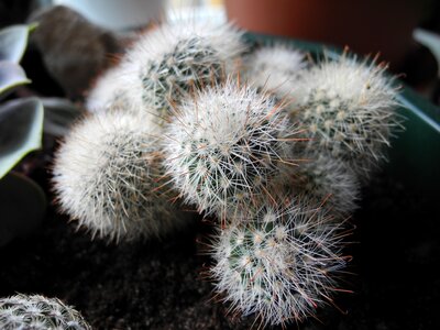 Thorns succulent macro