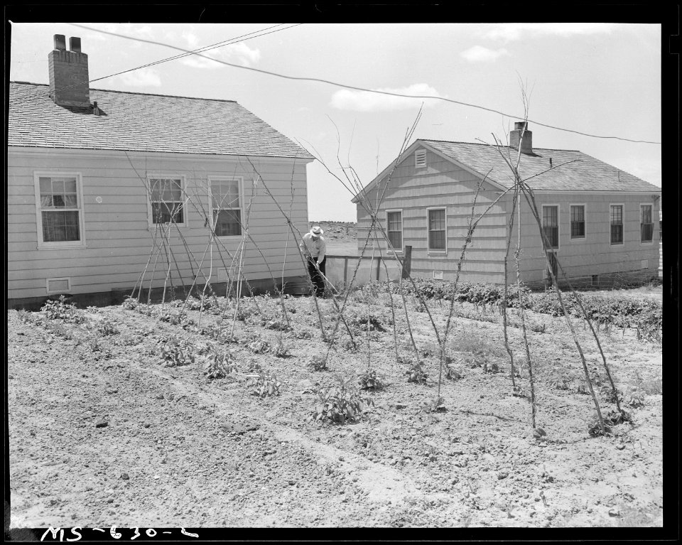 Garden in this government housing project. Many coal miners working in nearby mines live here. Sunnyside, Carbon... - NARA - 540536