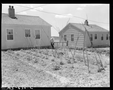 Garden in this government housing project. Many coal miners working in nearby mines live here. Sunnyside, Carbon... - NARA - 540536