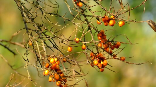 Bush fruits berries