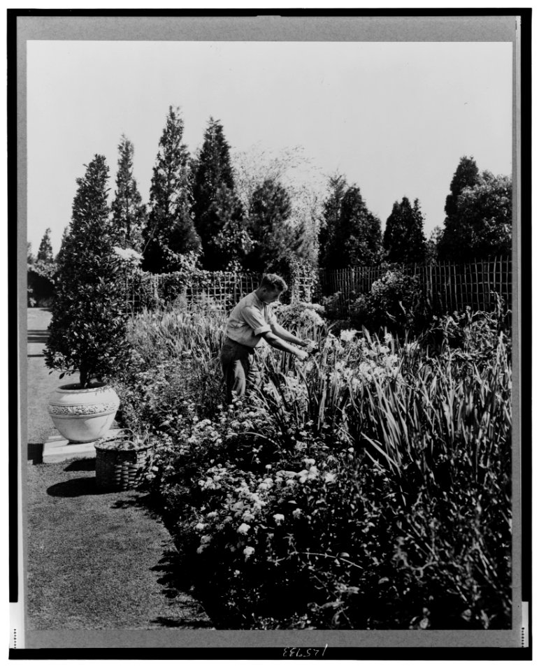 Gardener tending floral border, posed to illustrate Rudyard Kipling's poem The Glory of the Garden LCCN00651257