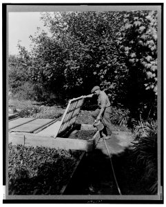 Gardener watering cold frame plants, posed to illustrate Rudyard Kipling's poem The Glory of the Garden LCCN00651263