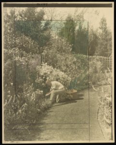 Gardener kneeling to tend floral border, posed to illustrate Rudyard Kipling's poem The Glory of the Garden LCCN00651328