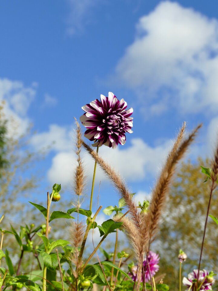 Blossom bloom dahlia