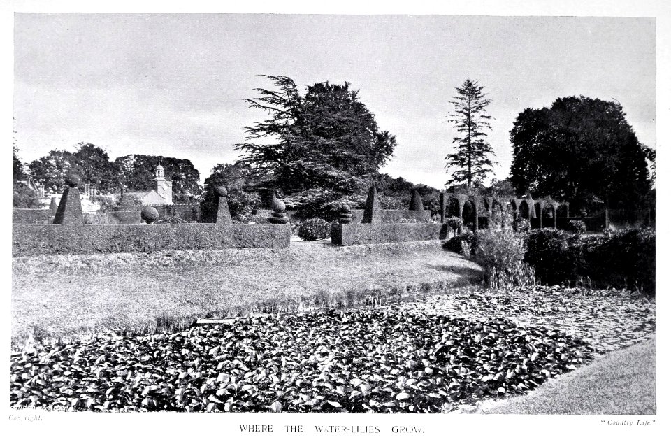 Gardens Old and New Vol 1 Brome Hall water lilies 0284