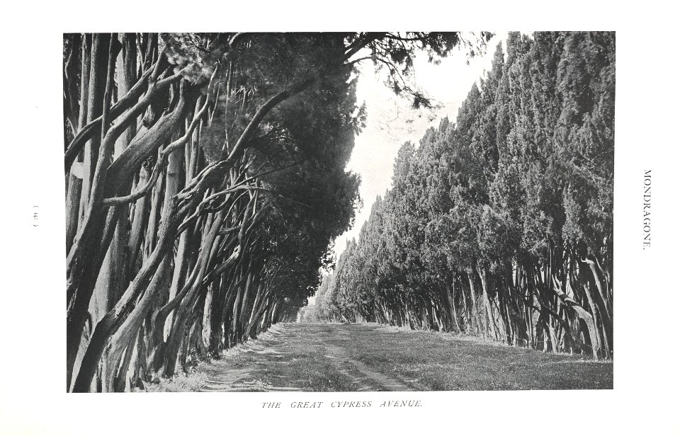 Gardens of Italy Mondragone the great cypress avenue 0149
