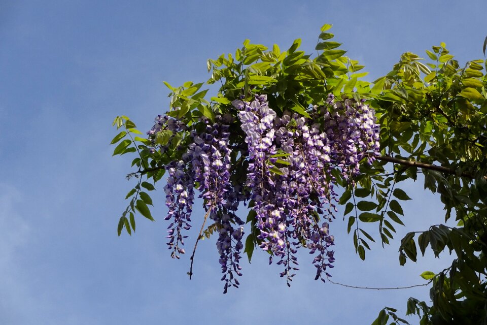 Purple flowers gorgeous flowers wisteria