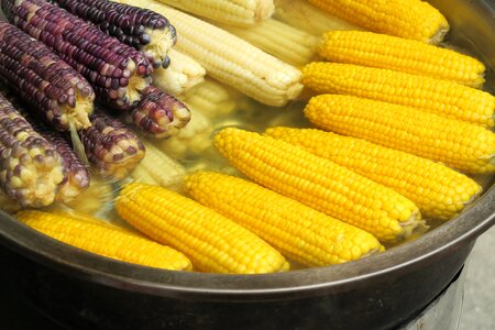 Corn corn cobs Free photos