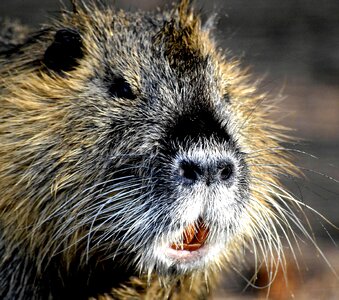 Cute water rat rodent photo