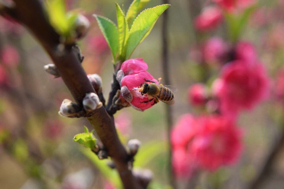 Peach blossom plant bee