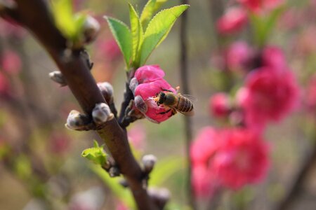 Peach blossom plant bee