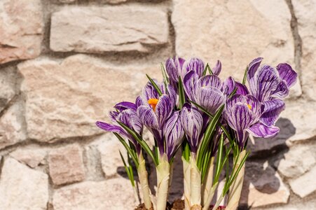 Flowers early bloomer spring flower