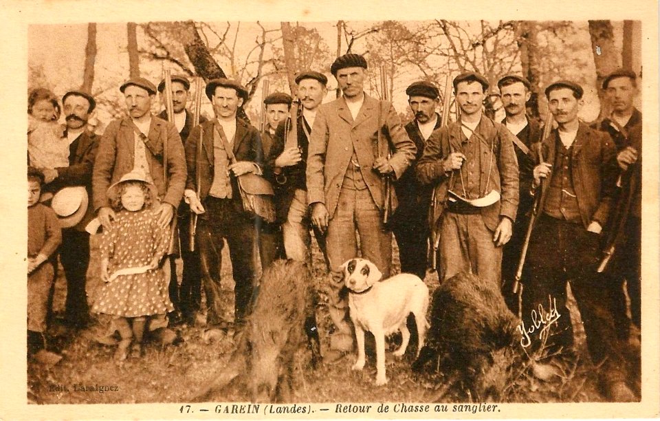 Garein (Landes) - retour de la chasse au sanglier