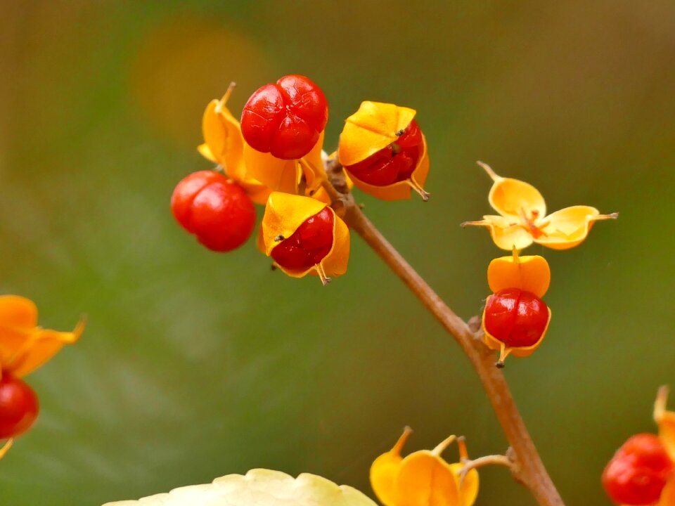 Nature golden autumn red