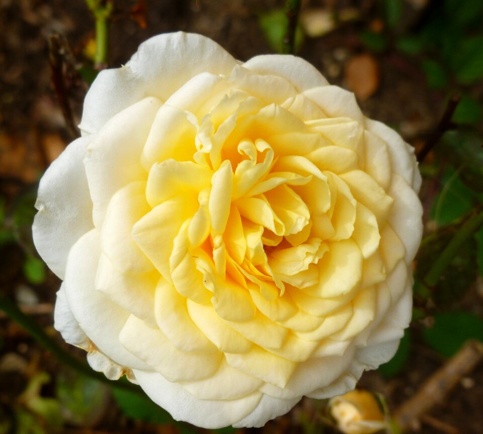 Nature petal bloom