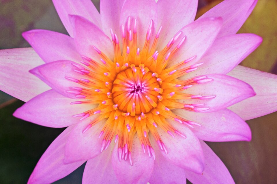 Nature petal flower's