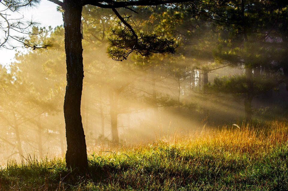 Mist dawn sunshine