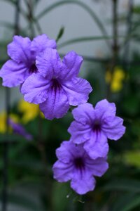 Nature photo macro