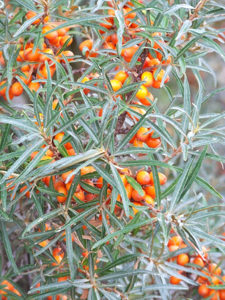 Sea buckthorn wild fruit berries