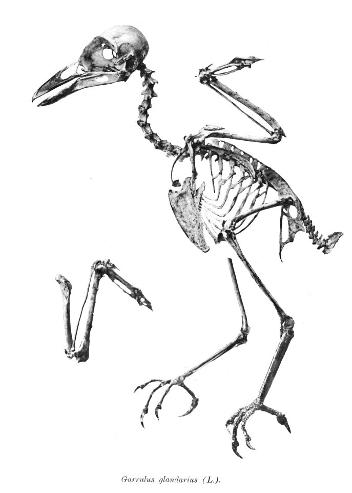 Garrulus glandarius 146