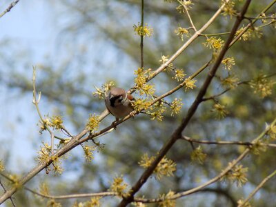Branch spring nature