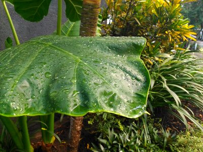 Green object garden