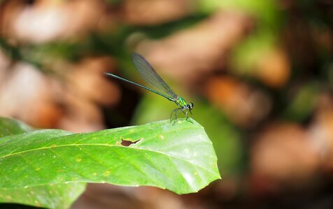 Outdoors flora wildlife photo