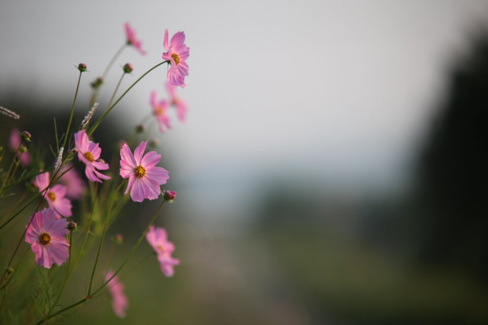 Summer petal autumn