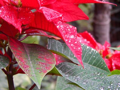 Flower wet petals wet drops