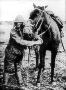 Gasmask for man and horse photo