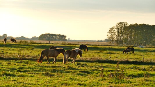 Paddock pasture coupling photo