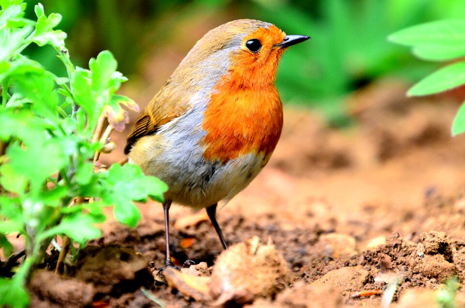 Animal outdoors robin