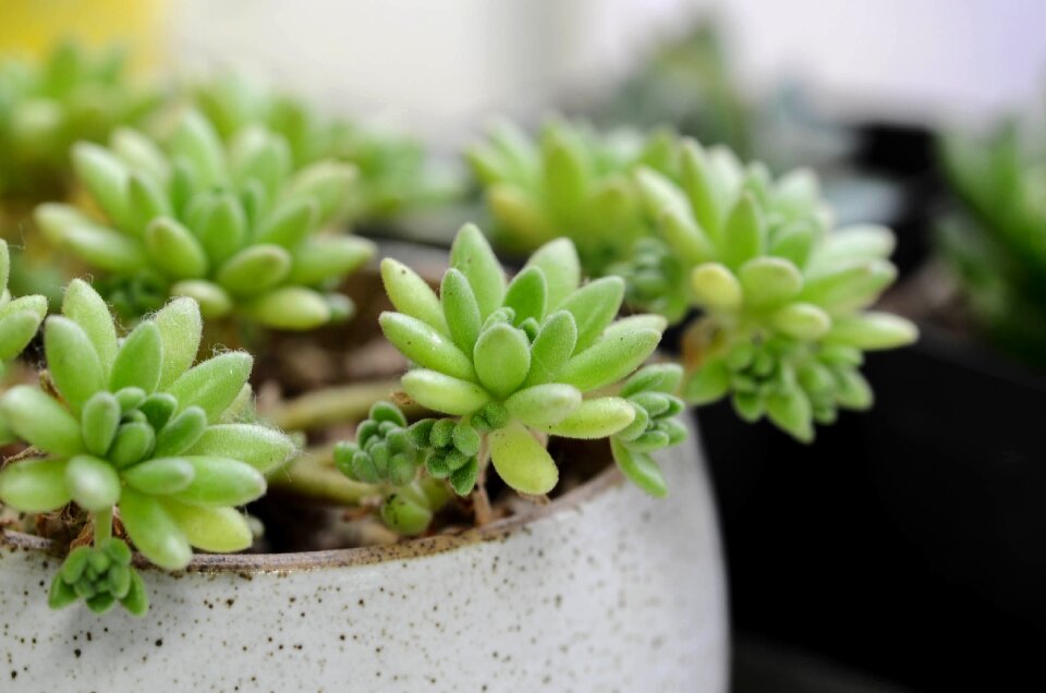 The fleshy plant Free photos