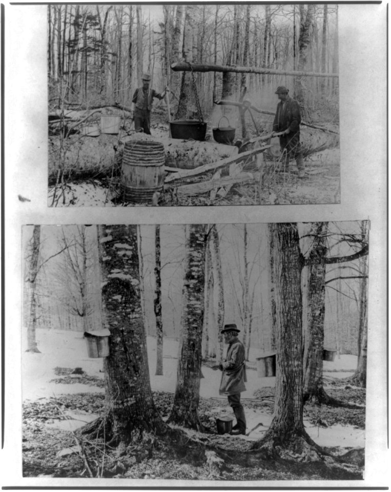 Gathering and processing maple syrup, ca. 1900 LCCN2012647942