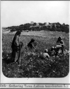 Gathering tares (lolium temulentum L.) LCCN96524705