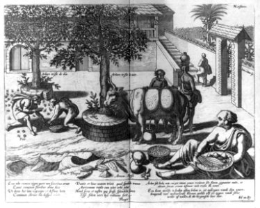 Gathering of spices in India LCCN2006679950