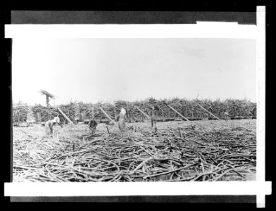 Gathering sugar cane, Hawaiian Islands LCCN2016824506 photo