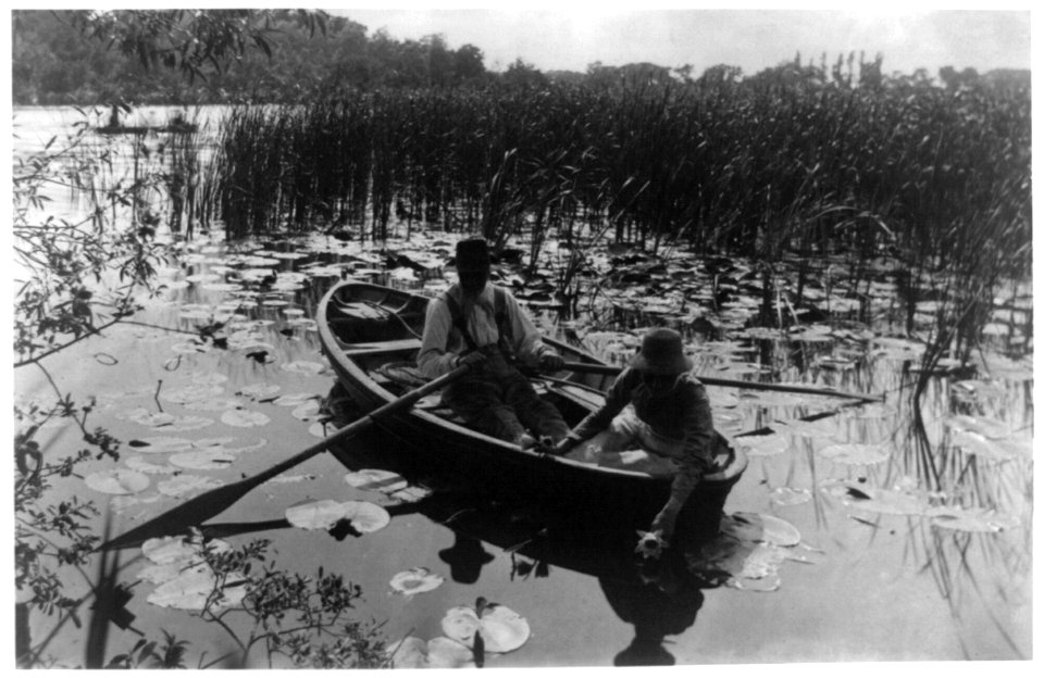 Gathering water lilies LCCN92519163