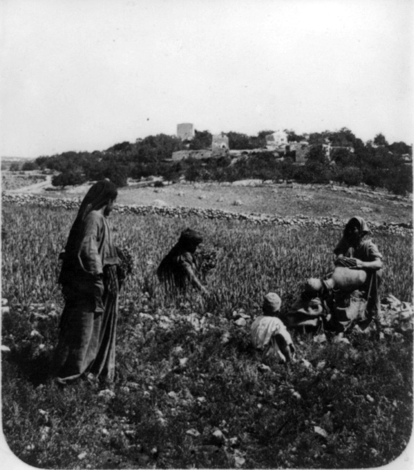 Gathering tares (lolium temulentum L.) LCCN96524705