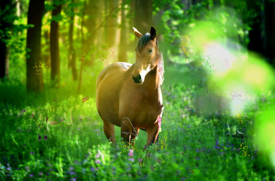 Mammal meadow summer