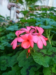 Garden summer color
