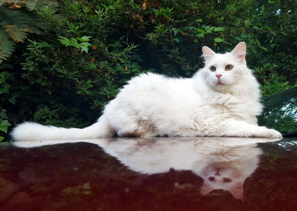 Animal pet cat