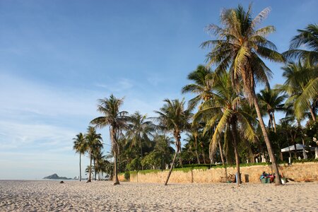 Thailand coconut trees prachuap khiri khan photo