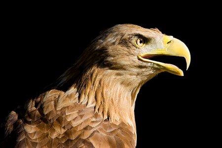 Eagle predator beak