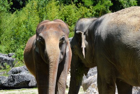 Proboscis animal zoo
